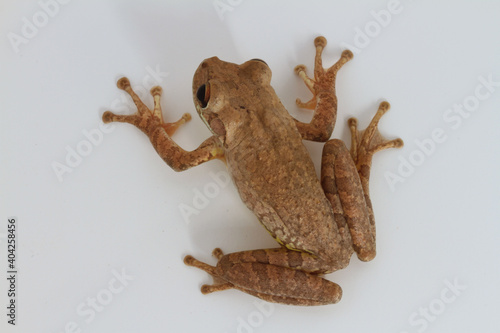A Cuban Treefrog (Osteopilus septentrionalis) climbing on a white background.  This is an invasive species.