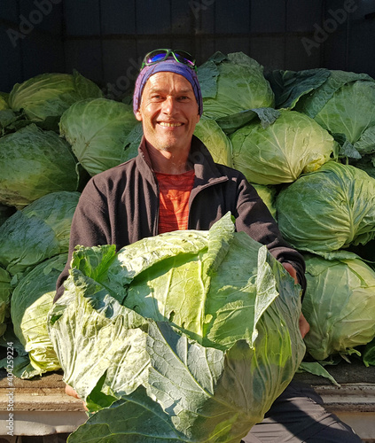 Giant cabbage harvest