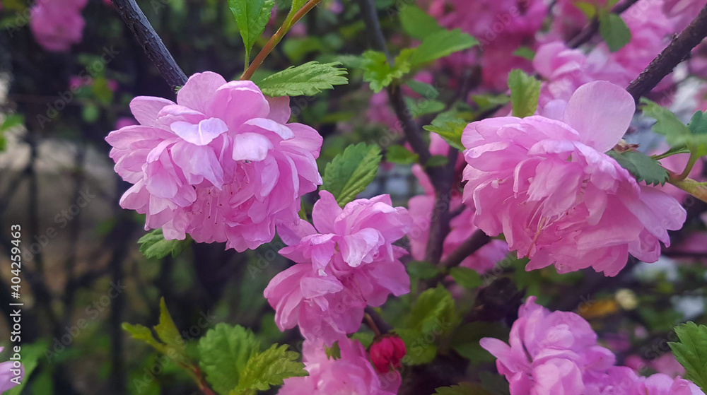 pink and purple flowers pink and purple flowers