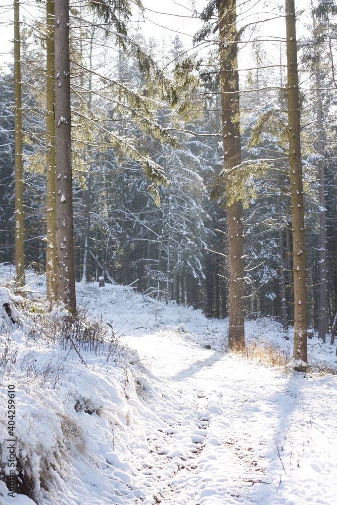 Waldweg Waldweg