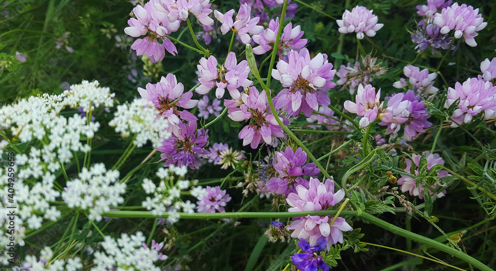 Obraz premium flowers in a field