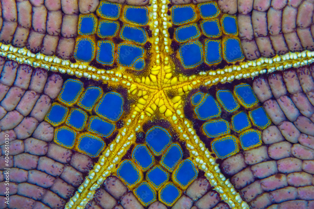 Close up detail of belly of pincushion starfish - Culcita novaeguineae Close up detail of belly of pincushion starfish - Culcita novaeguineae