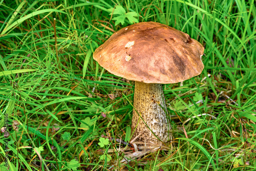 Mushroom in green meadow, Norway