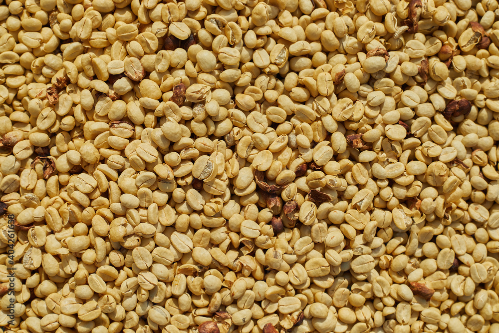 Coffee beans are drying at coffee farm Coffee beans are drying at coffee farm