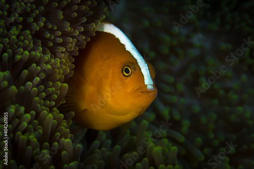 Skunk clownfish in anemone -  Amphiprion perideraion photo