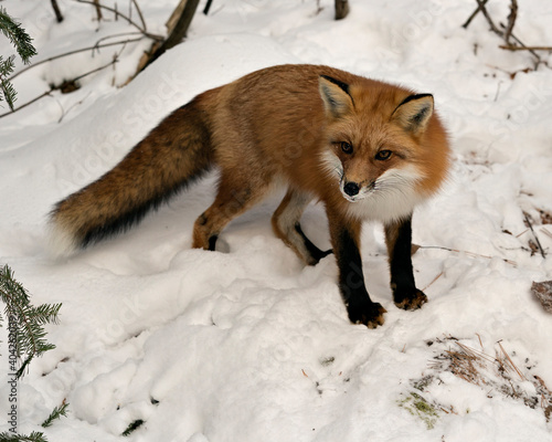Red Fox Stock Photos. Fox Image. ©  Aline