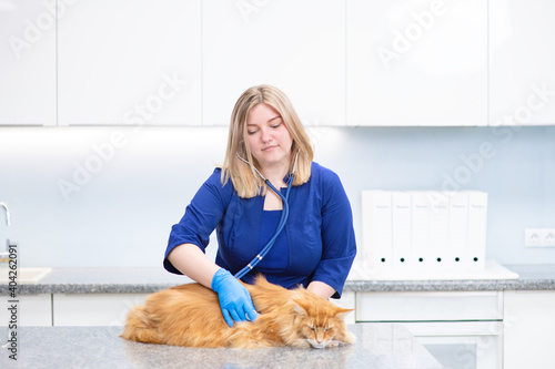 Vet examining pet cat with stethoscope on table in surgery