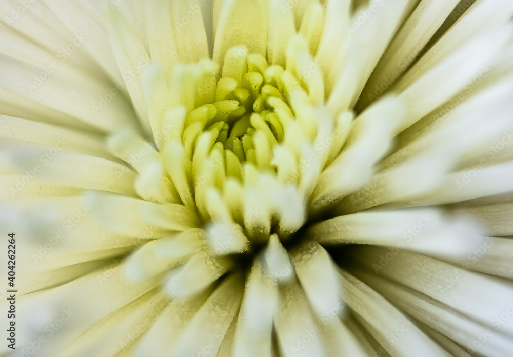 white flower showing new growth of petals from center white flower showing new growth of petals from center