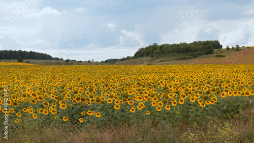 Beautiful summer landscape with yellow sunflowers field, forest and blue cloudy sky in the background. Rural summer scenery. Eco village. Format 16:9