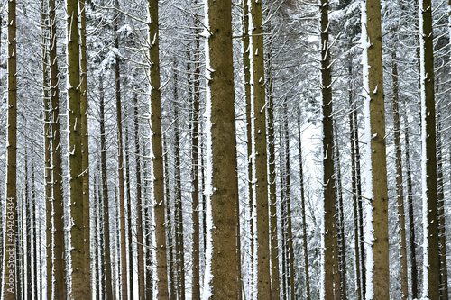 Fototapeta Naklejka Na Ścianę i Meble -  Schnee an Baumstämmen