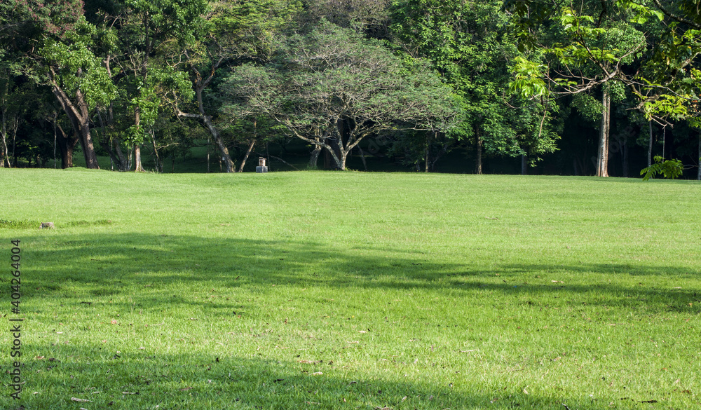 grass in a park grass in a park