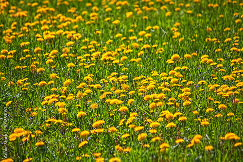 dandelions meadow