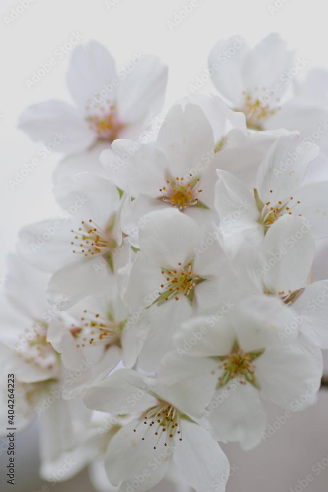 桜の花のクローズアップ 桜の花のクローズアップ