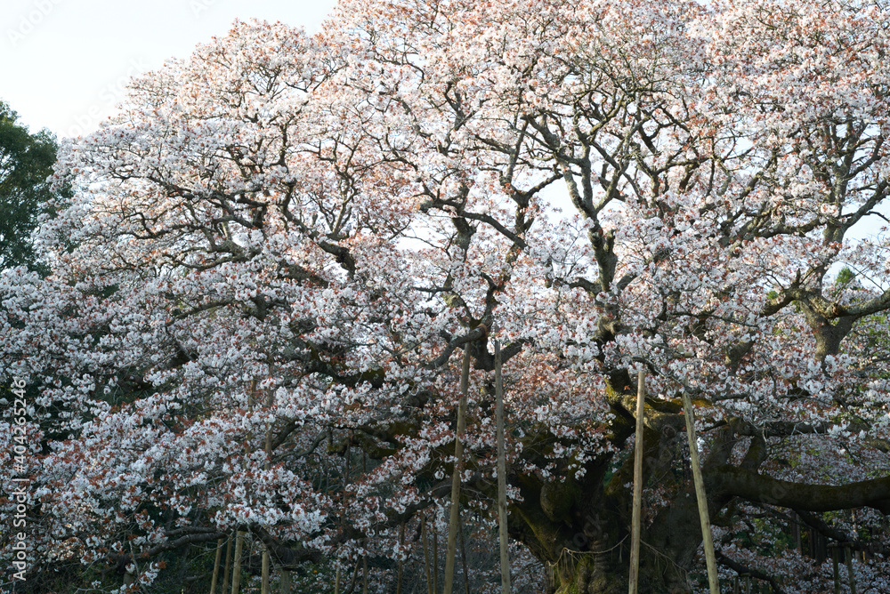 Large cherry blossoms in Yoshitaka, Chiba Prefecture Large cherry blossoms in Yoshitaka, Chiba Prefecture