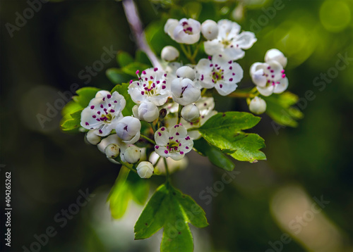 A close up of a Hawthorn blossom beside the old railway viaduct at Fledborough in springtime with defocused background