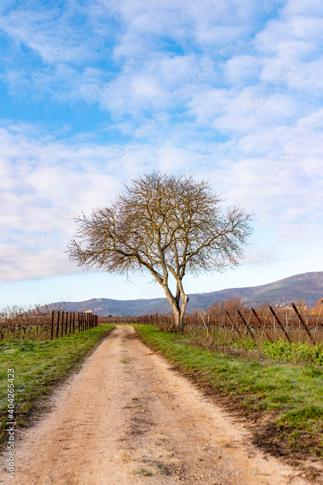 Fototapeta premium Bare walnut stands on a path between vines in winter against