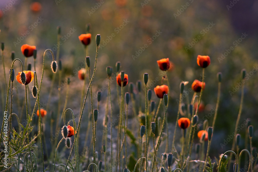 Fototapeta premium red poppies