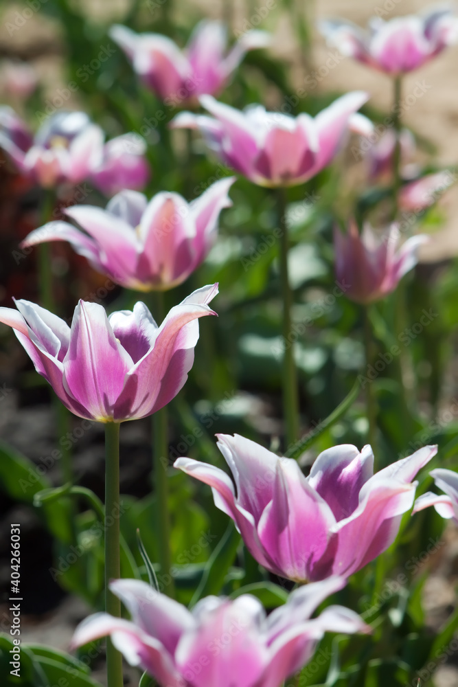 Tulip Tulip