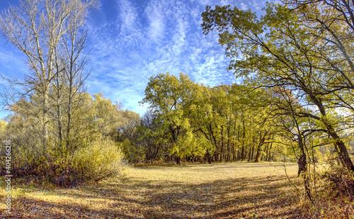 trees in autumn