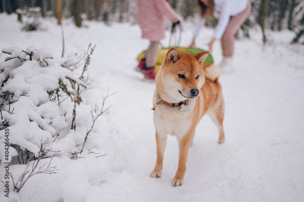 Portrait of a red shiba inu dog with black leash in winter on white snow on the background of happy family winter activities.