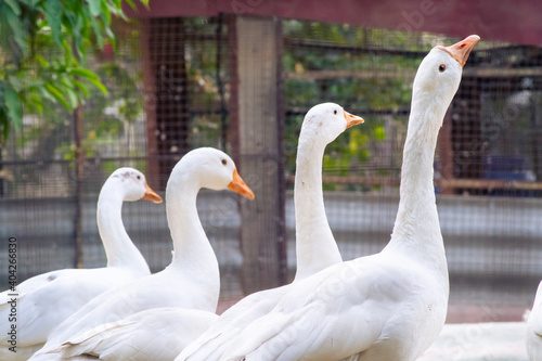 White geese ducks looking up at food in a free range open enclosure where they are reared for food and eggs in a free range and organically