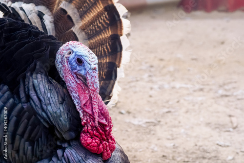 Close up shot of turkey with feathers puffed and red beak and purple face losing feathers due to bird avian flu in India Asia