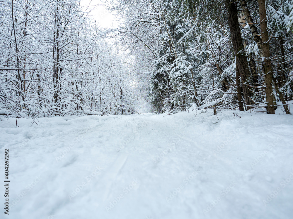 A paved trail in the winter forest during the day. Trees around the trail A paved trail in the winter forest during the day. Trees around the trail