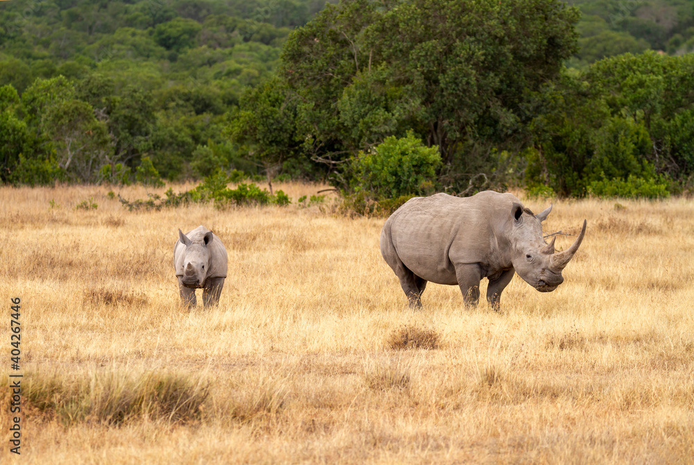 Southern white rhinoceros cow and calf (Ceratotherium simum) in Ol Pejeta Conservancy, Kenya, Africa. Near threatened species also known as Square-lipped rhino. Mother with baby animal Southern white rhinoceros cow and calf (Ceratotherium simum) in Ol Pejeta Conservancy, Kenya, Africa. Near threatened species also known as Square-lipped rhino. Mother with baby animal