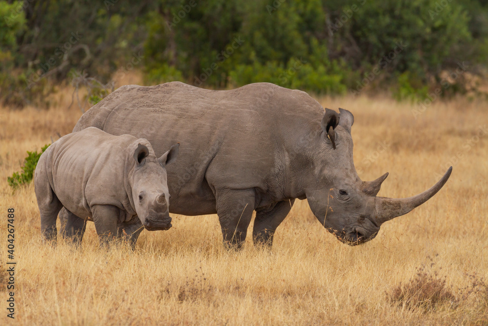 Southern white rhinoceros cow and calf (Ceratotherium simum) in Ol Pejeta Conservancy, Kenya, Africa. Near threatened species also known as Square-lipped rhino. Mother with baby animal Southern white rhinoceros cow and calf (Ceratotherium simum) in Ol Pejeta Conservancy, Kenya, Africa. Near threatened species also known as Square-lipped rhino. Mother with baby animal