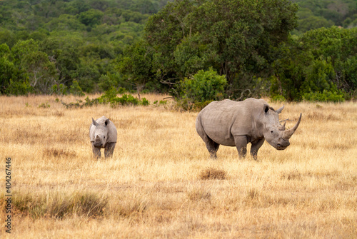Fotografiet Southern white rhinoceros cow and calf (Ceratotherium simum) in Ol Pejeta Conservancy, Kenya, Africa