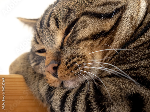 Muzzle of a tabby cat close-up.