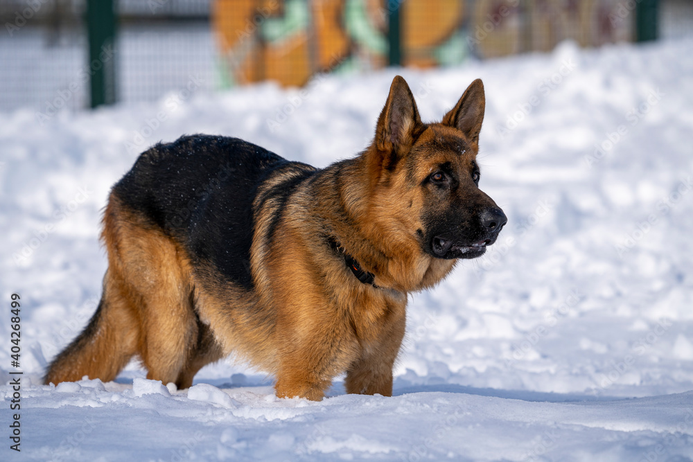 German Shepherd Dog running and playing in the snow. German Shepherd Dog running and playing in the snow.