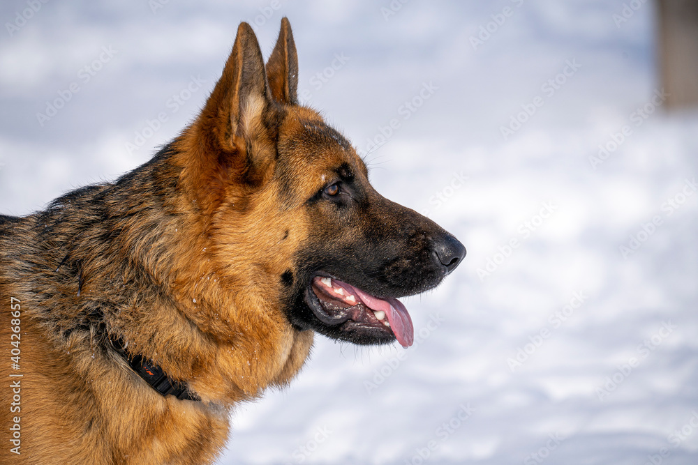 German Shepherd Dog running and playing in the snow.