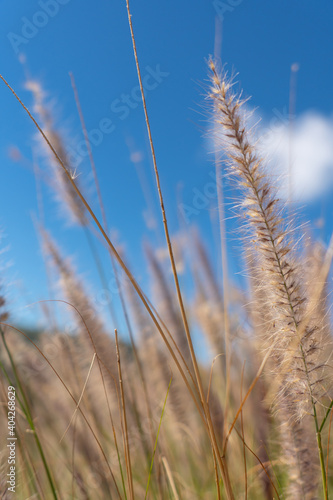 close up picture of grass flower field under blue sky in summer