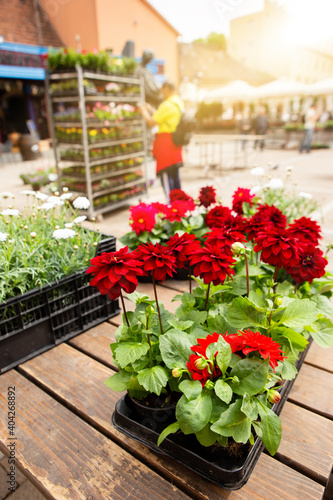 Flowers in pots at the market. Flower market, shop on a city street. Gardening. © scharfsinn86