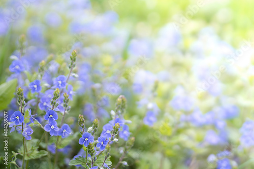 Tiny violet wild flowers background with copy space. Soft  low shallow focus.