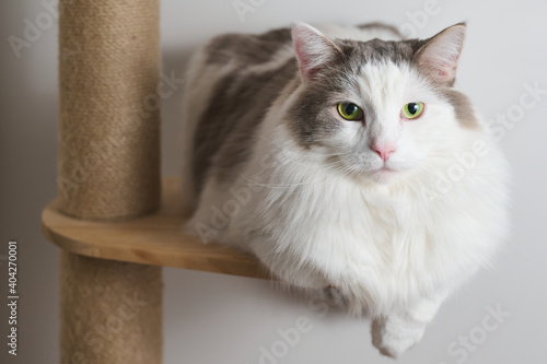 木の棚の上に座っている白猫