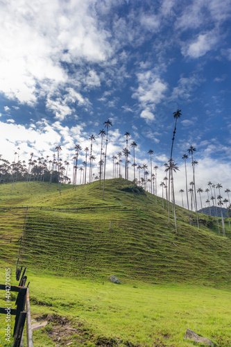 Landscape in Cocora national park in Salento Quindío Colombia. The Colombian Andes.