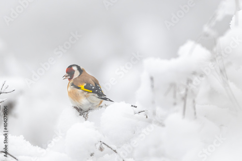 European Goldfinch (Carduelis carduelis) resting on a frozen thistle in winter snow