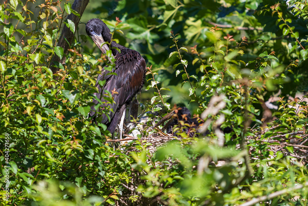 Black bird African Seal - Anastomus lamelligerus sitting in a green bush on a branch.