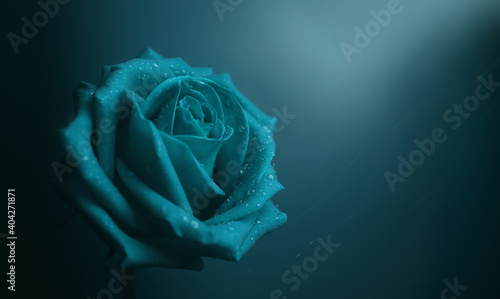 Blue Rose with Droplet on Petal. Flower Symbol of Love and Valentines Day. Lonely and Sadness Feeling Concept