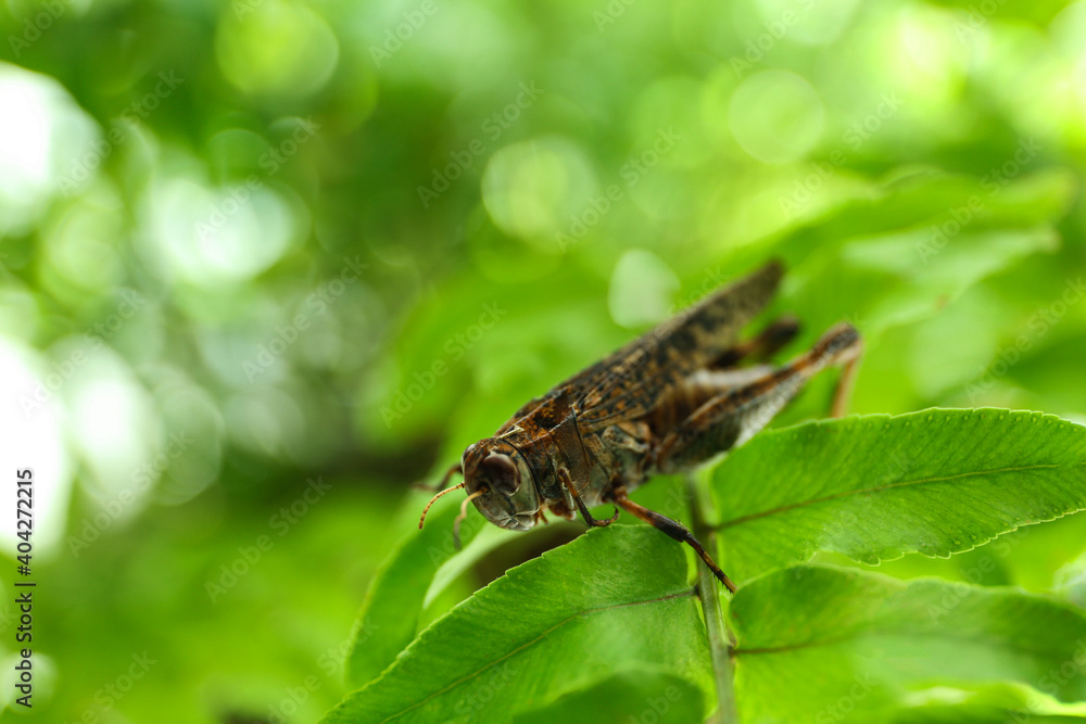 Brown grasshopper on tree branch in garden. Space for text Brown grasshopper on tree branch in garden. Space for text