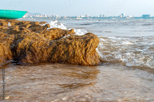 A coast covered with yellow algae with waves running over it photo