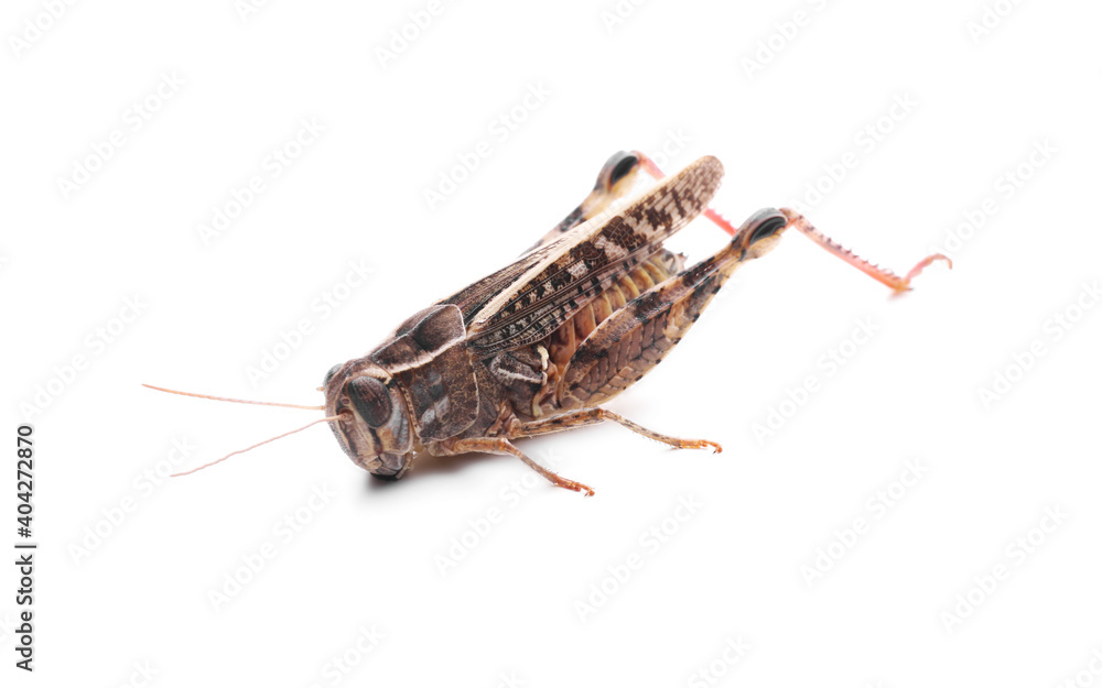 Common grasshopper isolated on white. Wild insect Common grasshopper isolated on white. Wild insect