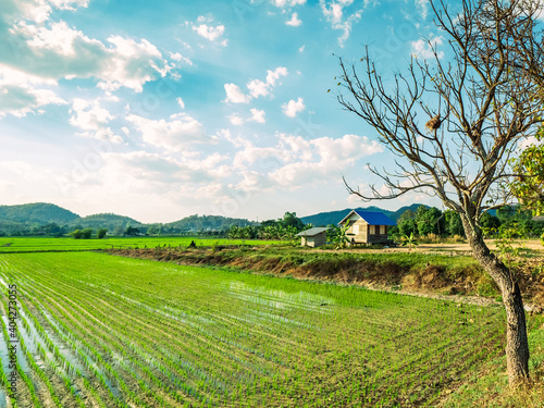 countryside of Thailand a wide angle scence of rice field front of mountain over blue sky with white clouds and blue roof house near big dry tree a beautiful in nature of whole grains sprouts farming