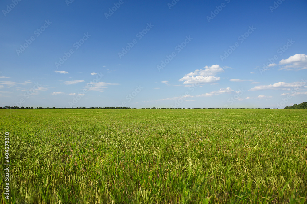 Picturesque view of beautiful field with grass on sunny day Picturesque view of beautiful field with grass on sunny day