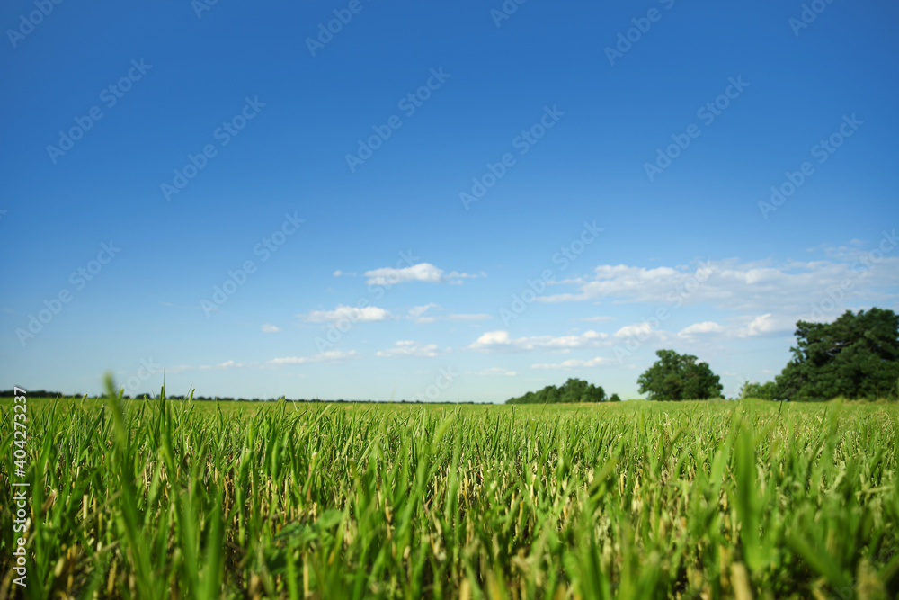 Picturesque view of beautiful field with grass on sunny day Picturesque view of beautiful field with grass on sunny day