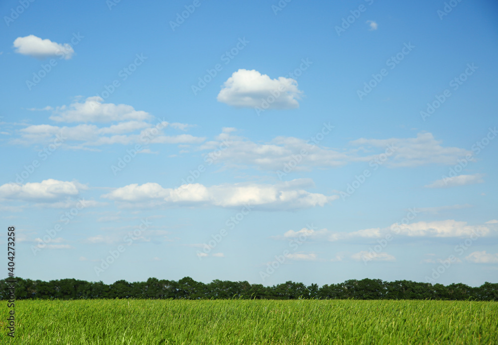 Fototapeta premium Picturesque view of beautiful field with grass on sunny day