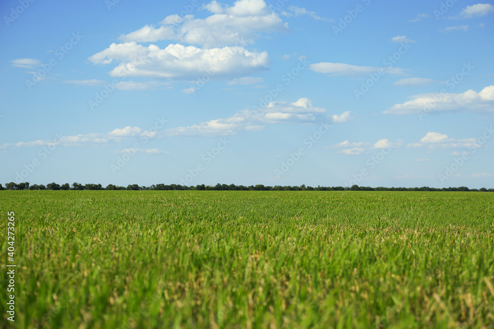 Picturesque view of beautiful field with grass on sunny day Picturesque view of beautiful field with grass on sunny day