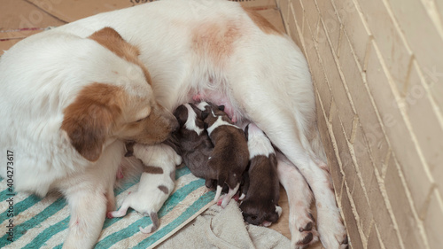 Bild auf Leinwand A devoted and caring female dog grooms and licks clean her puppies while they are busy breastfeeding